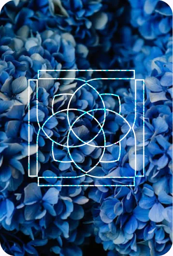 Blue hydrangeas in close-up, with the logo’s construction geometry drawn over them.